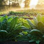 Les légumes-feuilles à semer pour des récoltes en automne