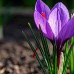 Comment cultiver le safran dans son propre jardin