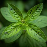 Mon basilic a des taches noires, est-il malade ?