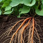 Comment réussir la culture de la patate douce au potager