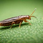 Les thrips attaquent mes plantes d'intérieur, comment réagir ?