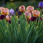 Quand et comment diviser les iris pour les faire refleurir ?