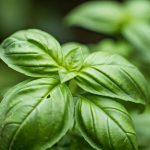 Pourquoi les feuilles de mon basilic ont-elles des trous ?