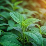 3 recettes de traitements bio contre le mildiou