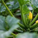 Oïdium sur les courgettes : le traitement naturel qui sauve la récolte