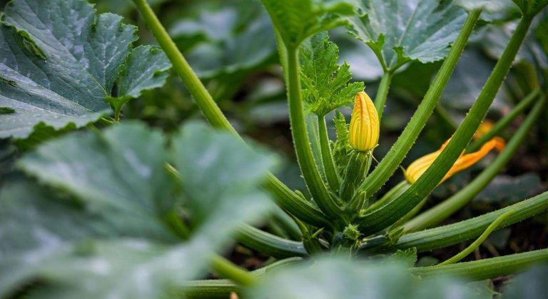 Oïdium sur les courgettes : le traitement naturel qui sauve la récolte
