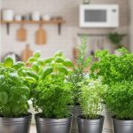 Comment créer un mini-potager d'intérieur pour avoir des herbes fraîches tout l'hiver