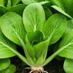 Ce légume-feuille asiatique pousse à une vitesse folle et se récolte en moins de 40 jours