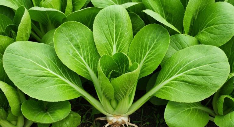 Ce légume-feuille asiatique pousse à une vitesse folle et se récolte en moins de 40 jours