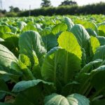 Ce légume-feuille asiatique planté en octobre se récolte en 45 jours, même sans serre