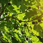 Ne taillez jamais un figuier en automne, vous risqueriez de compromettre très gravement la prochaine récolte
