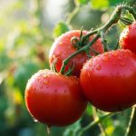 Le dernier geste à faire sur vos plants de tomates pour faire mûrir tous les derniers fruits avant le grand froid