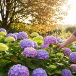 Ravivez vos hortensias en 30 minutes chrono avec ces astuces de jardinier à faire avant mi-autommne