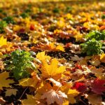 Pourquoi vous devriez laisser quelques feuilles mortes dans vos massifs : un geste crucial pour la biodiversité
