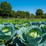 Cette astuce de grand-père pour récolter des têtes trois fois plus grosses l'été prochain