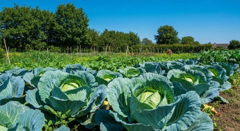 Cette astuce de grand-père pour récolter des têtes trois fois plus grosses l'été prochain
