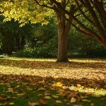 Adieu le râteau et la fatigue : la méthode du "jardinier paresseux" pour gérer les feuilles mortes sans effort