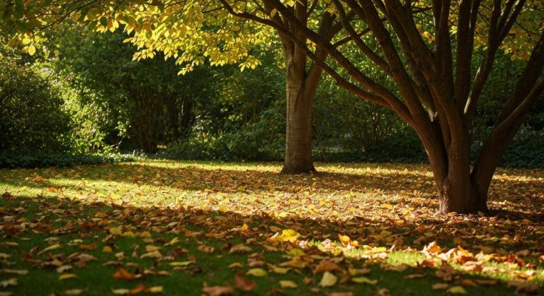 Adieu le râteau et la fatigue : la méthode du "jardinier paresseux" pour gérer les feuilles mortes sans effort