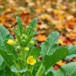 Pourquoi cette plante potagère décorative explose dans les massifs d’octobre et nourrit les abeilles