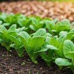 L'astuce du "purin de feuilles mortes" pour un potager qui deviendra ultra-fertile au printemps