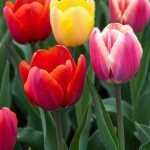 Ce que vous devez faire dès maintenant si vous voulez avoir de magnifiques tulipes au printemps prochain