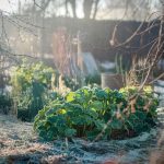 Cette astuce avec de la cendre de bois nourrit vos massifs et éloigne les parasites d’hiver