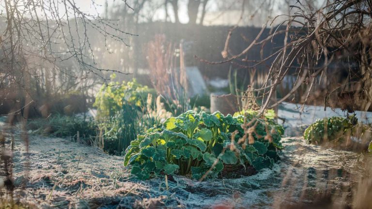 Cette astuce avec de la cendre de bois nourrit vos massifs et éloigne les parasites d’hiver