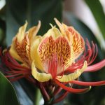 Cette plante vivace à l’allure exotique se fiche complètement du gel et refleurit chaque année