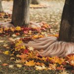 Pourquoi les anciens jardiniers mettaient-ils des cheveux au pied de leurs arbres en automne ?