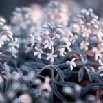 Cette plante tapissante forme un tapis coloré tout l’hiver même sous la neige
