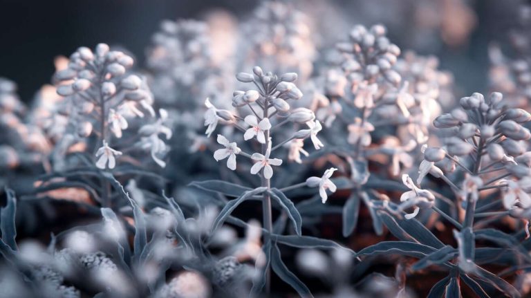 Cette plante tapissante forme un tapis coloré tout l’hiver même sous la neige
