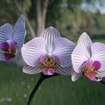 Cette fleur spectaculaire ressemble à une orchidée, mais elle pousse en pleine terre et résiste au gel