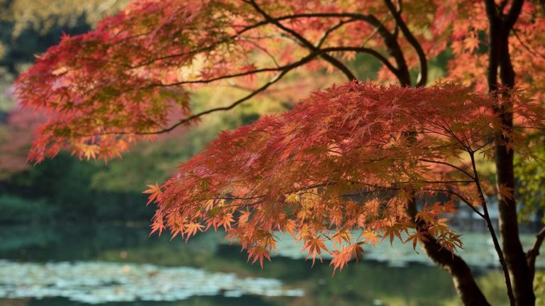 Cet arbre au bois d&rsquo;un rouge éclatant est la star de votre jardin en hiver quand tout devient terne