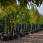 Les arbres à feuilles : guide pour bien choisir et planter