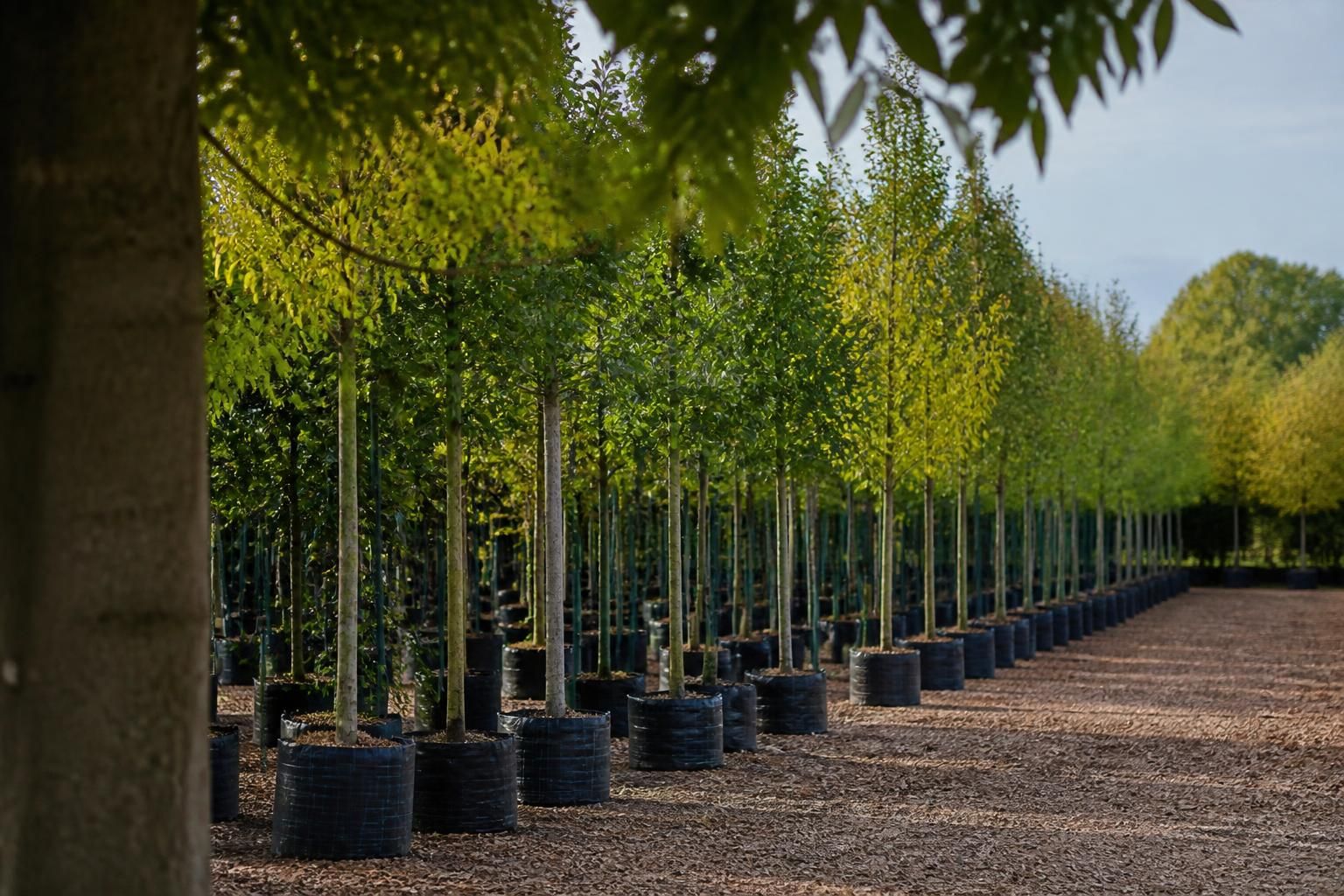 Les arbres à feuilles : guide pour bien choisir et planter